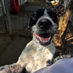 Photo of Kayak, adoptable Australian Cattle Dog American Pit Bull Terrier in Stephenville, Texas