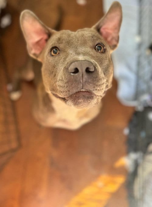 Photo of Valentine, adoptable Pit Bull Terrier in Chula Vista, California