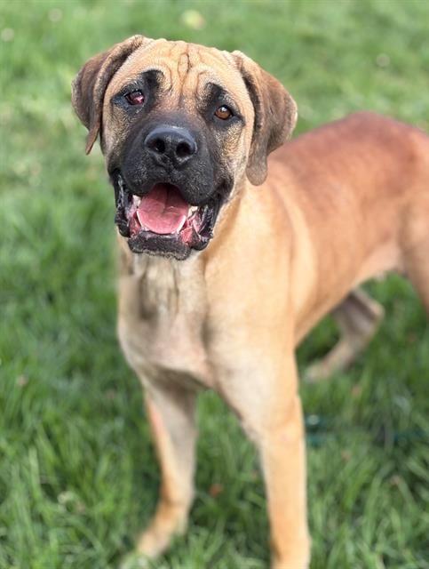 Photo of Flume, adoptable Cane Corso Mastiff in Fairfield, California