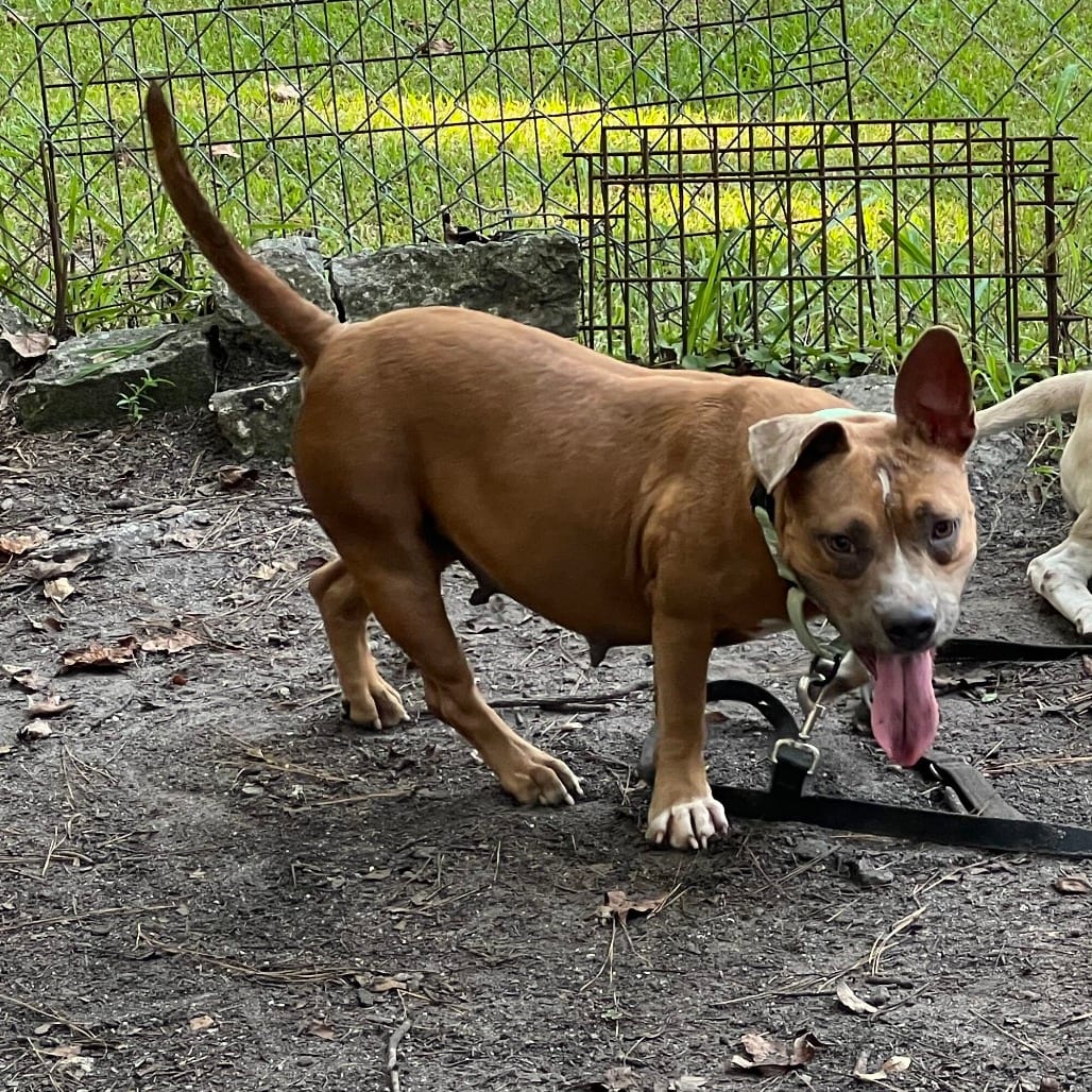 Photo of Panini, adoptable Mixed Breed (Medium) in Summerville, South Carolina