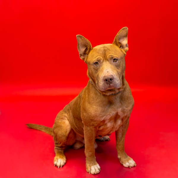 Photo of Xavier Hw+, adoptable Pit Bull cross in Lawrenceville, Georgia