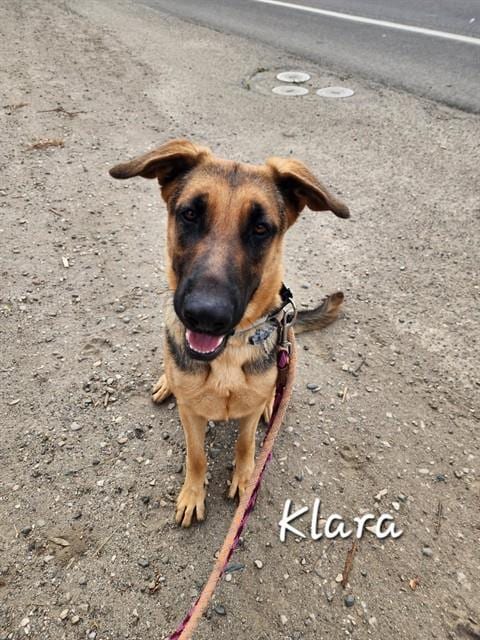 Photo of Klara, adoptable German Shepherd Dog in Lompoc, California