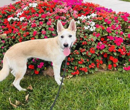 Photo of Poppy, adoptable Siberian Husky in Santa Barbara, California