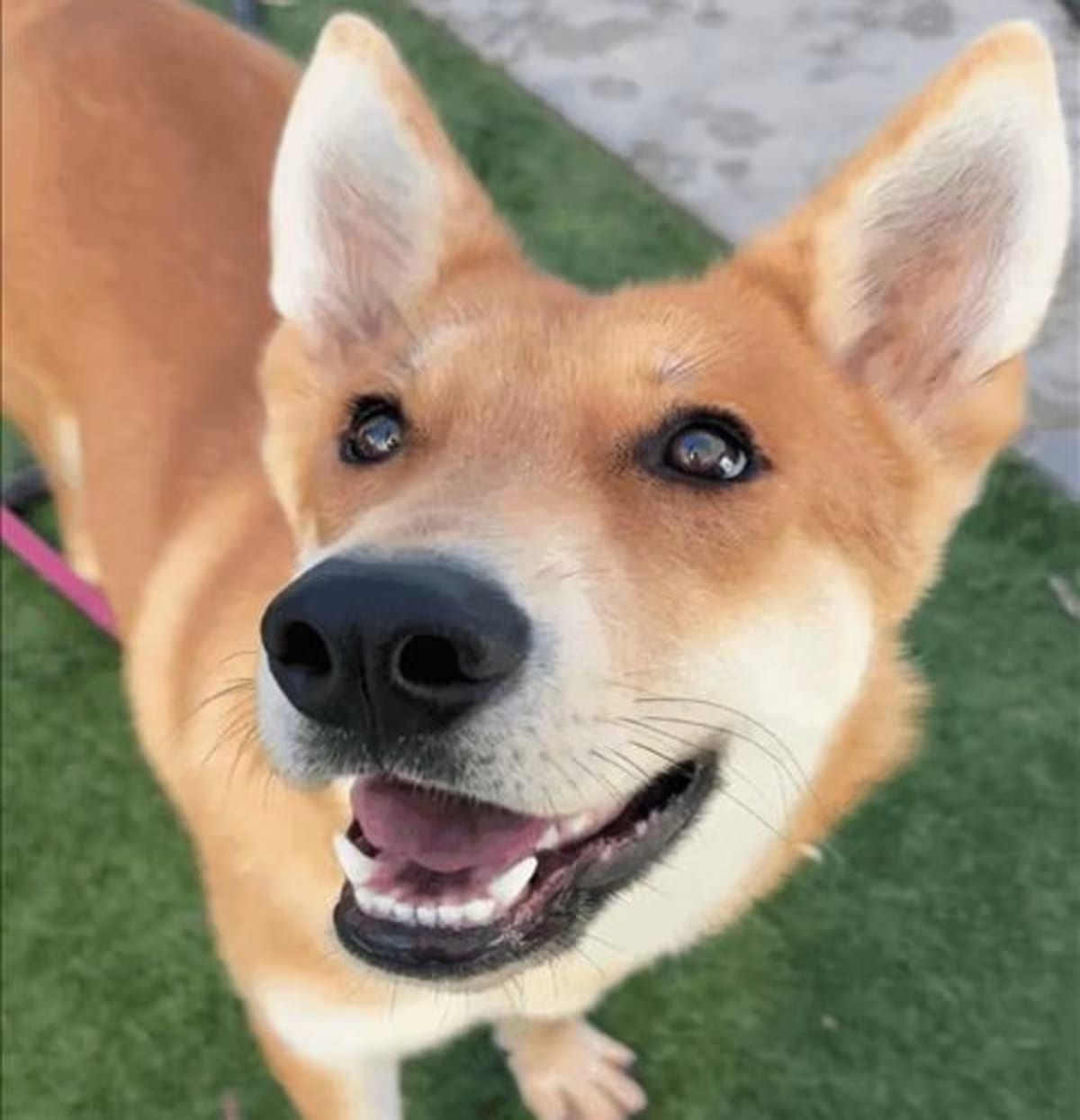 Photo of Howly, adoptable German Shepherd Dog in Los Angeles, California