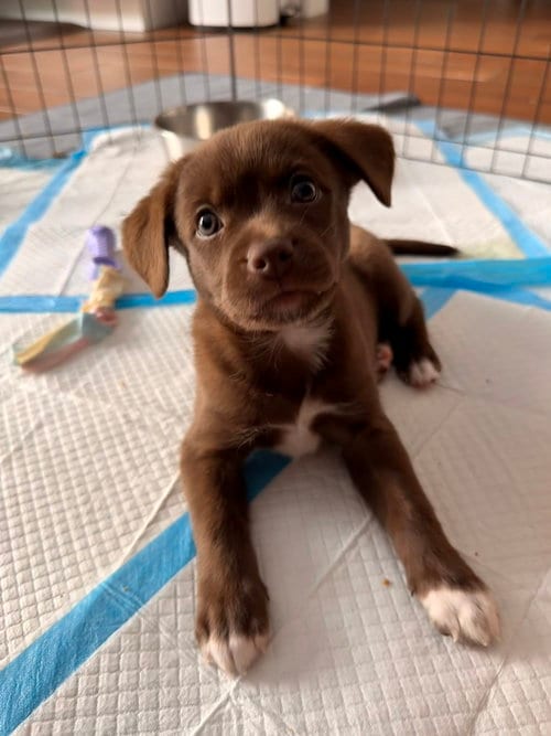 Photo of Andi, adoptable Spaniel in Willingboro, New Jersey