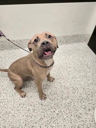 Photo of Booster, adoptable dog in Atlanta, Georgia