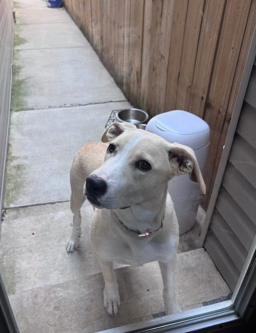 Photo of Bella, adoptable Labrador Retriever in Willingboro, New Jersey