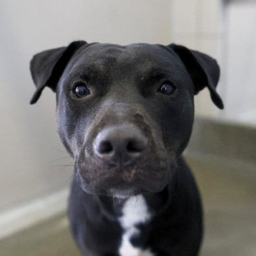 Photo of Ben, adoptable American Staffordshire Terrier in San Antonio, Texas