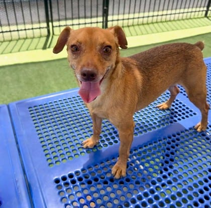 Photo of Nugget, adoptable Chihuahua, Short Coat/Mix in Bakersfield, California