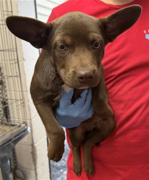 Photo of Justin, adoptable Cardigan Welsh Corgi in San Bernardino, California