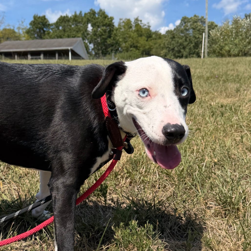 Photo of Magnolia, adoptable Terrier, Pit Bull / Husky in Staunton, Virginia