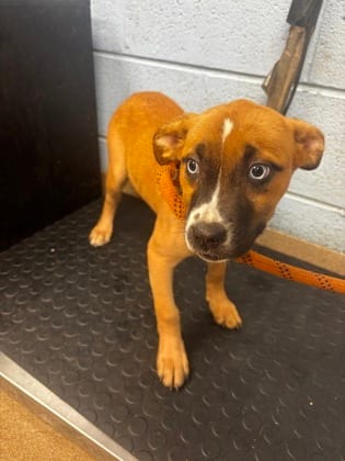 Photo of McKinley, adoptable dog in Chamblee, Georgia