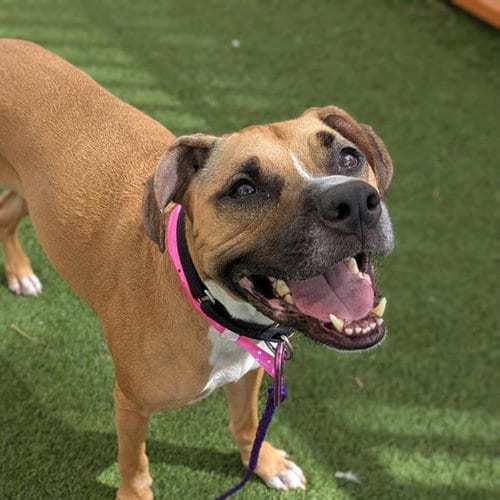 Photo of Chloe, adoptable Pit Bull Terrier in Las Vegas, Nevada