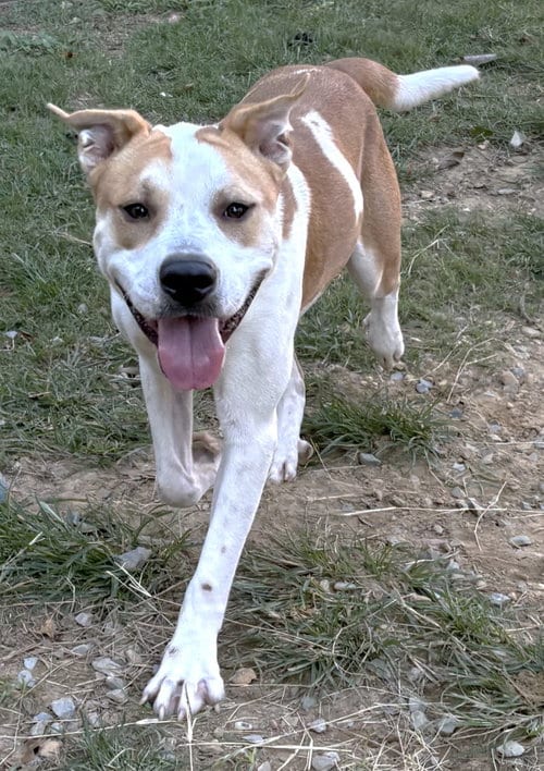 Photo of Dudley, adoptable Bulldog in Wetumpka, Alabama