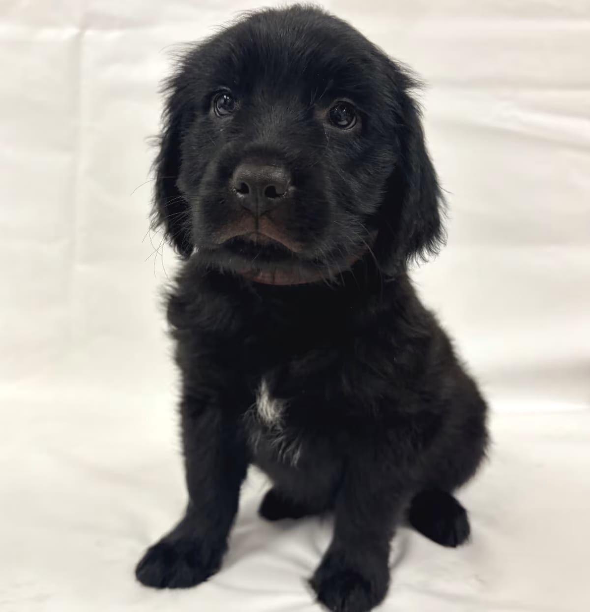 Photo of 1165 (2026) Star, adoptable Goldendoodle Mixed Breed (Medium) in Parker, Colorado