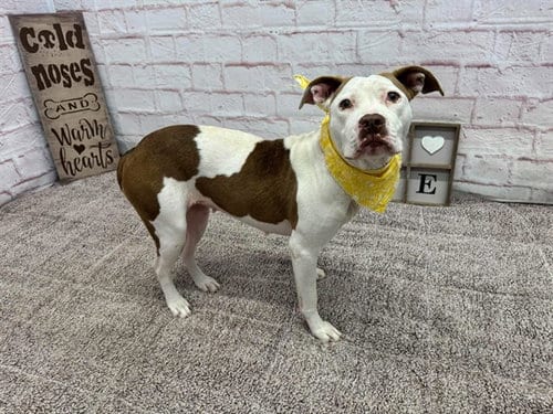 Photo of Burberry Brit, adoptable American Pit Bull Terrier in Detroit, Michigan