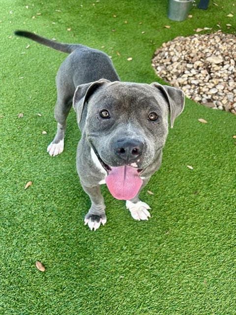Photo of Chuky, adoptable Pit Bull Terrier in Fort Myers, Florida