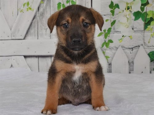 Photo of Jake, adoptable Catahoula Leopard Dog in Oroville, California