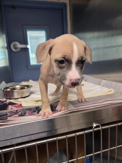Photo of Catalpa, adoptable Pit Bull Terrier in St Louis, Missouri
