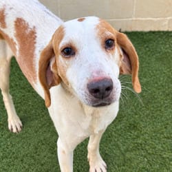 Photo of Gunner 1249, adoptable Coonhound in Loxahatchee, Florida