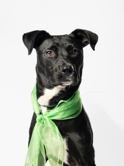 Photo of Gracie, adoptable dog in Atlanta, Georgia