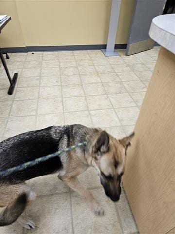 Photo of A071140, adoptable German Shepherd Dog in Norfolk, Virginia