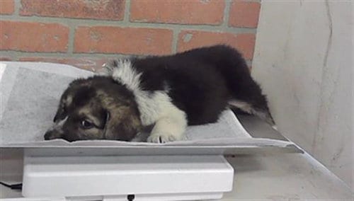 Photo of A2101527, adoptable Great Pyrenees in Houston, Texas