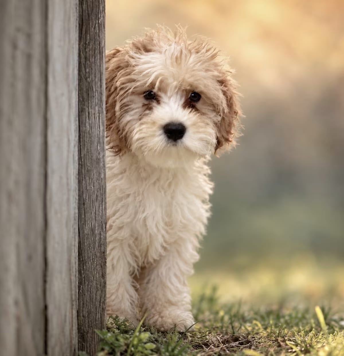 Photo of Bustelo, adoptable Cavalier King Charles Spaniel/Poodle (Miniature) in Fort Lauderdale, Florida