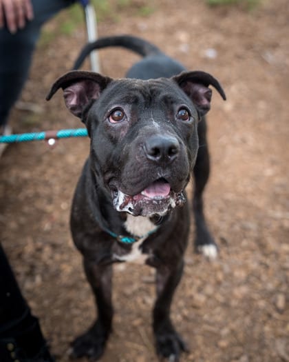 Photo of Ernest, adoptable dog in Chamblee, Georgia