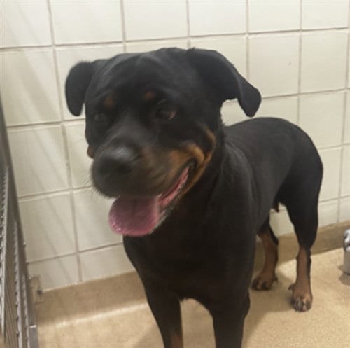 Photo of Bacon Bear, adoptable Rottweiler in Derwood, Maryland