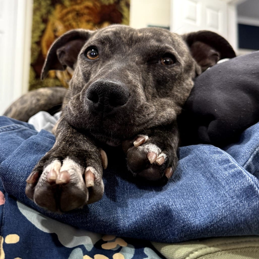 Photo of Melrose, adoptable Mixed Breed (Medium) in San Francisco, California