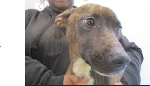 Photo of Carmelita, adoptable Staffordshire Bull Terrier in Ocala, Florida