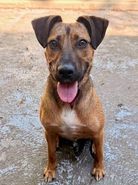 Photo of Lionel, adoptable Carolina Dog in Boston, Massachusetts
