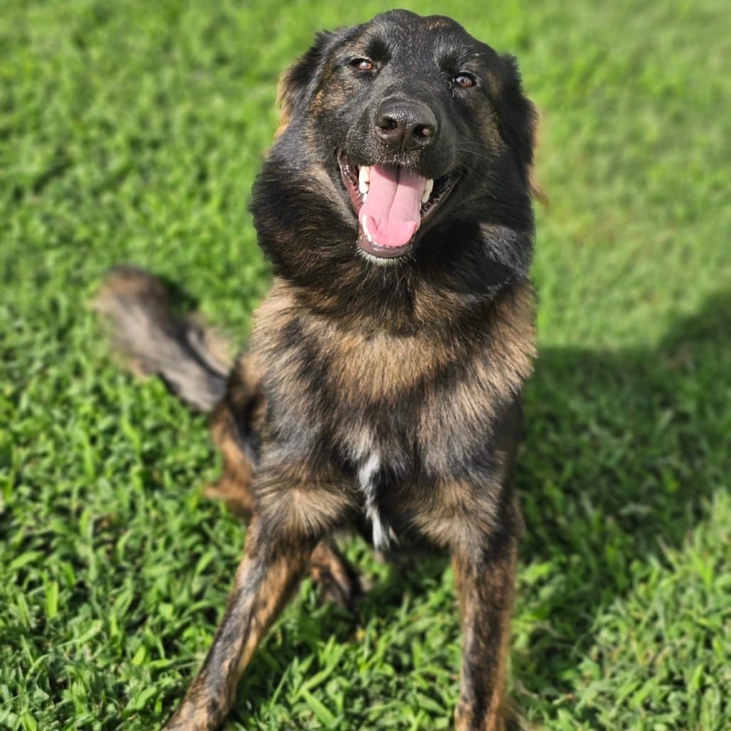 Photo of Brookie, adoptable Shepherd, Dutch / Mix in Phoenix, Maryland