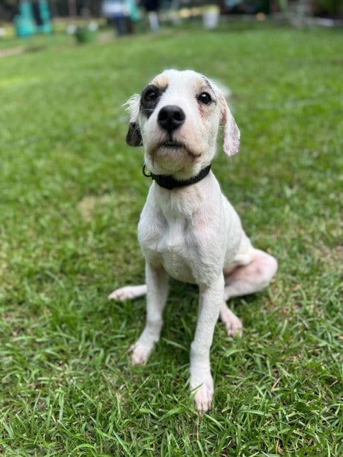 Photo of Ricky Bobby, adoptable Unknown breed in Mcclellanville, South Carolina