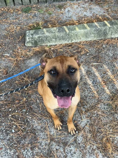 Photo of Scooby Doo, adoptable American Pit Bull Terrier in Brooklyn, New York