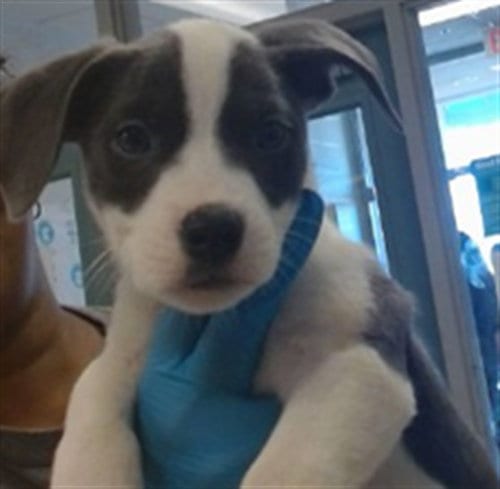 Photo of A480345, adoptable Pit Bull Terrier in Oklahoma City, Oklahoma