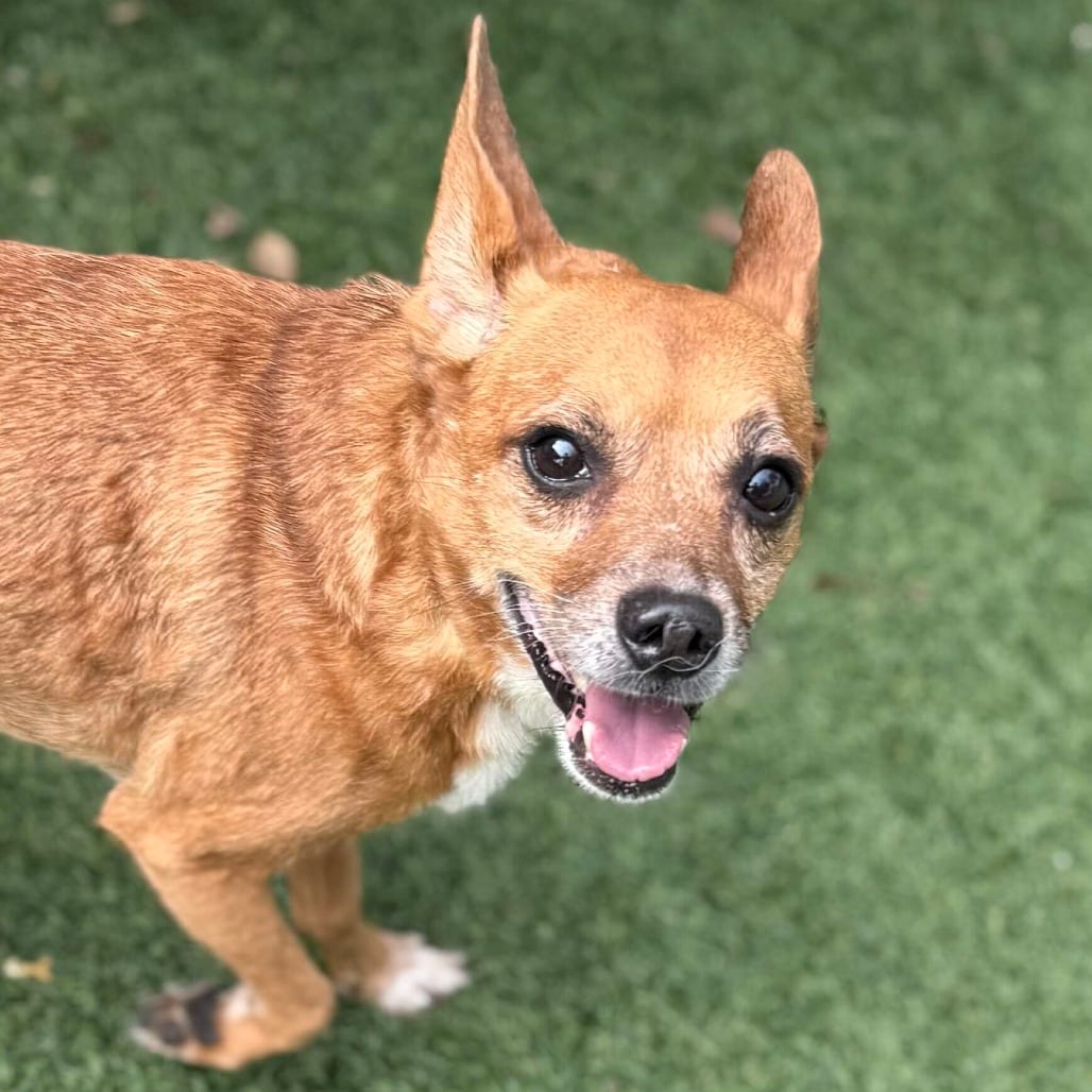 Photo of Tostito, adoptable Mixed Breed (Small) in San Francisco, California