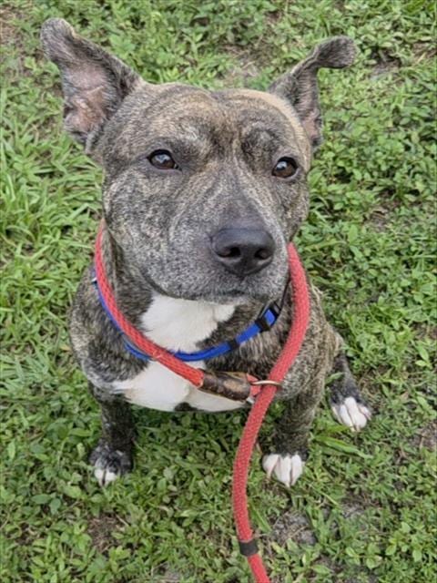 Photo of Calzone, adoptable American Staffordshire Terrier in Fort Lauderdale, Florida