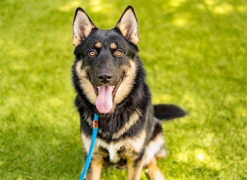Photo of Drift, adoptable German Shepherd Dog in San Jose, California