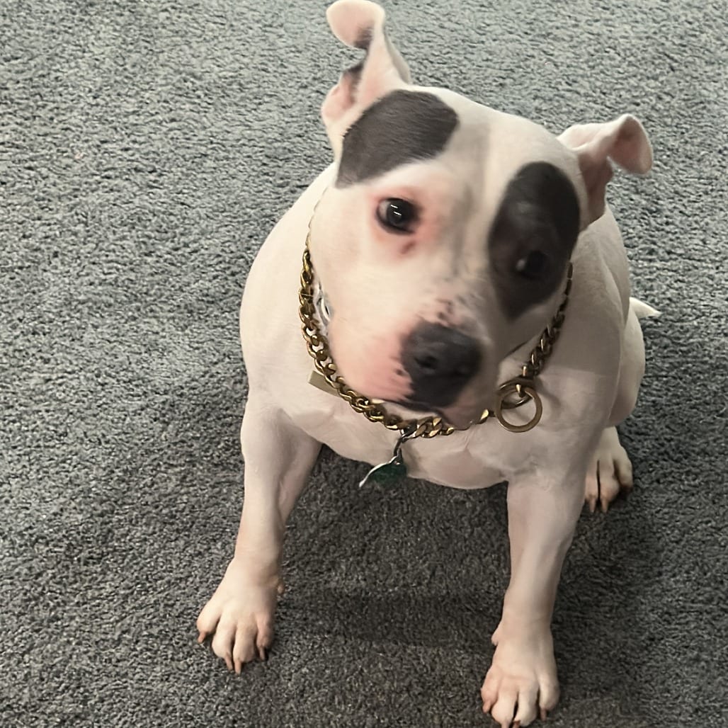 Photo of Susy - Home to Home, adoptable Terrier, Pit Bull in South Elgin, Illinois