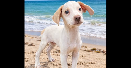 Photo of Arthur (TX), adoptable Beagle in New York, New York