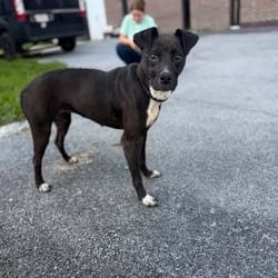 Photo of Meadows, adoptable Mixed Breed (Medium) in Frederick, Maryland