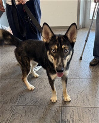 Photo of Lobo, adoptable Siberian Husky in Los Angeles, California