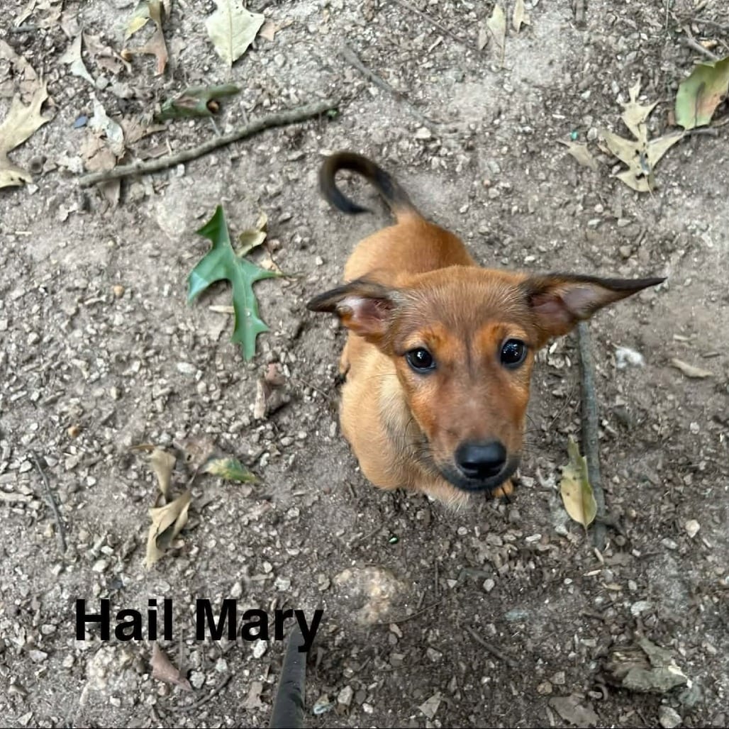 Photo of Hail Mary (p), adoptable Chihuahua / Mixed Breed (Small) in Whitestone, New York