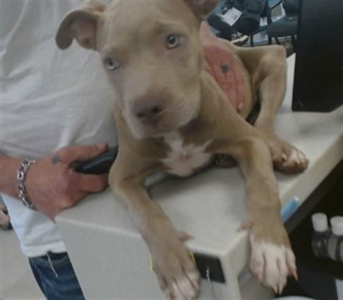 Photo of A480629, adoptable Pit Bull Terrier in Oklahoma City, Oklahoma