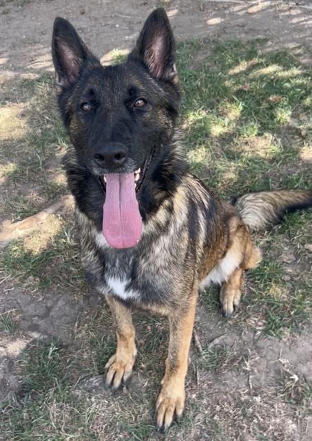 Photo of Donna, adoptable German Shepherd Dog in Riverside, California