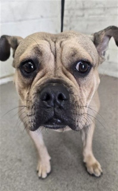 Photo of Justine, adoptable French Bulldog in San Bernardino, California