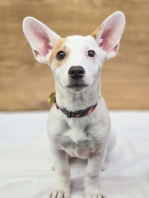 Photo of Scarlett Rose, adoptable American Pit Bull Terrier in Sandy, Utah
