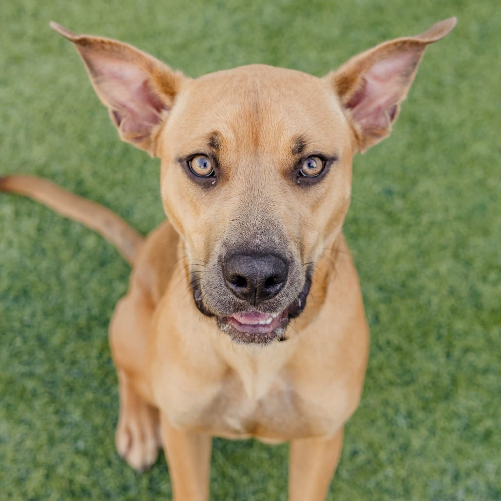 Photo of Melody Mist, adoptable Mixed Breed (Medium)